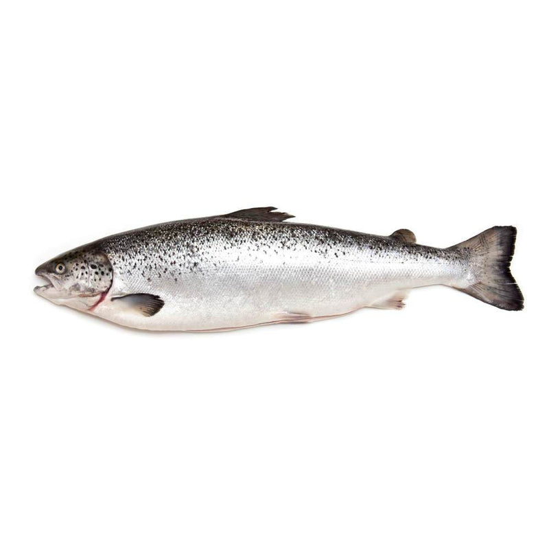 Tarbett's Fishmongers - Whole Scottish Salmon (2.5kg approx)